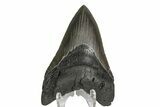 Serrated, Fossil Megalodon Tooth - Glossy Enamel #180980-1